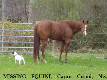MISSING EQUINE Cajun Cupid, Near Elizabeth City, NC, 27909